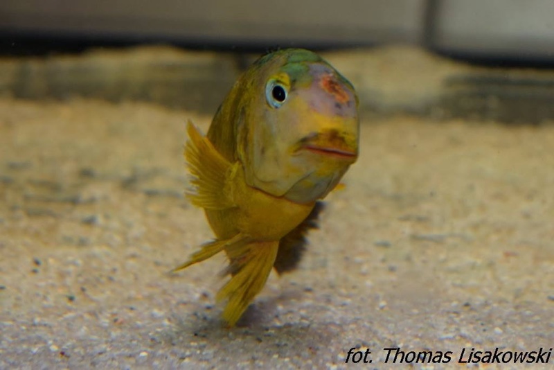 Tropheus sp. 'lukuga' Karilani Island (Kushangaza)